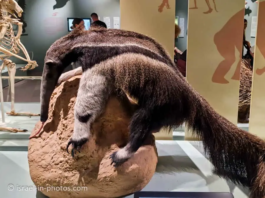 Anteater
