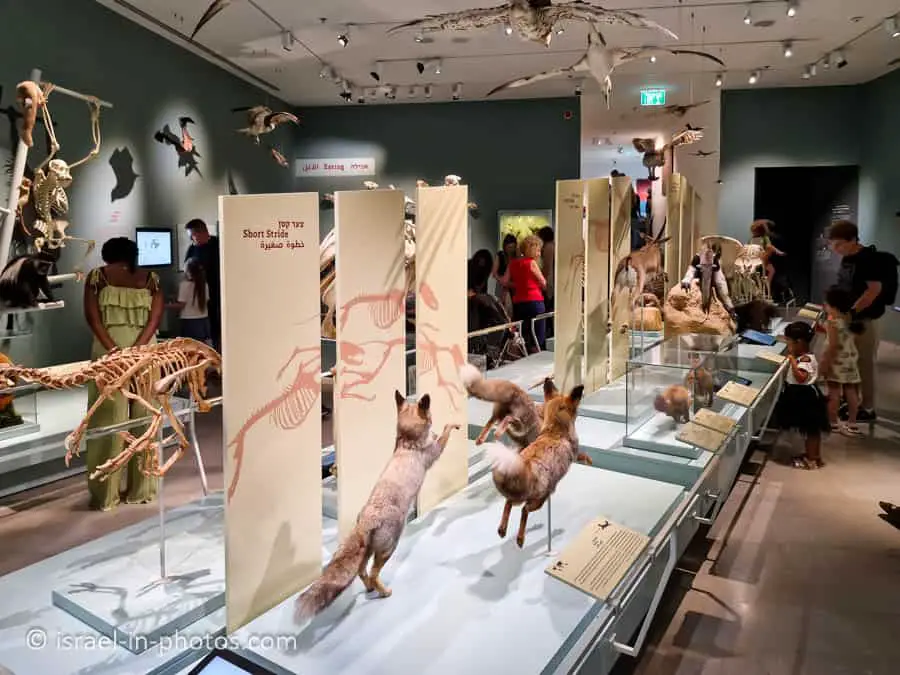 The Steinhardt Museum of Natural History