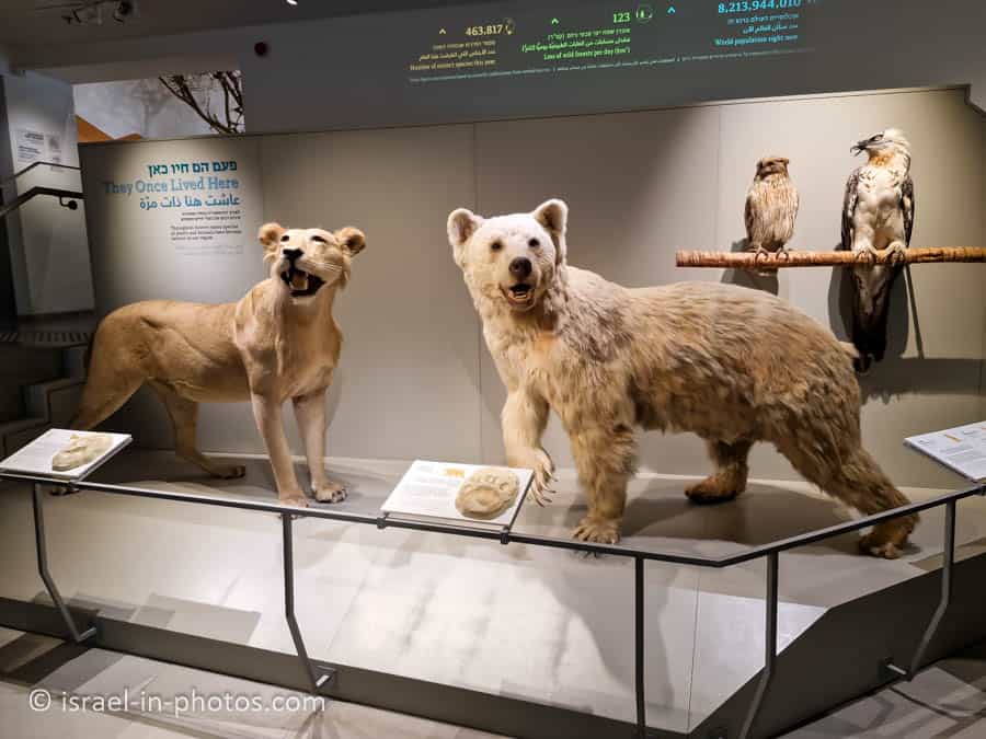 Extinct species in Israel