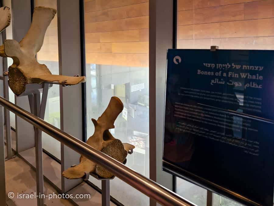 Bones of a Fin Whale