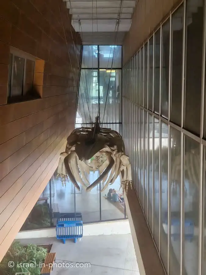 The Steinhardt Museum of Natural History