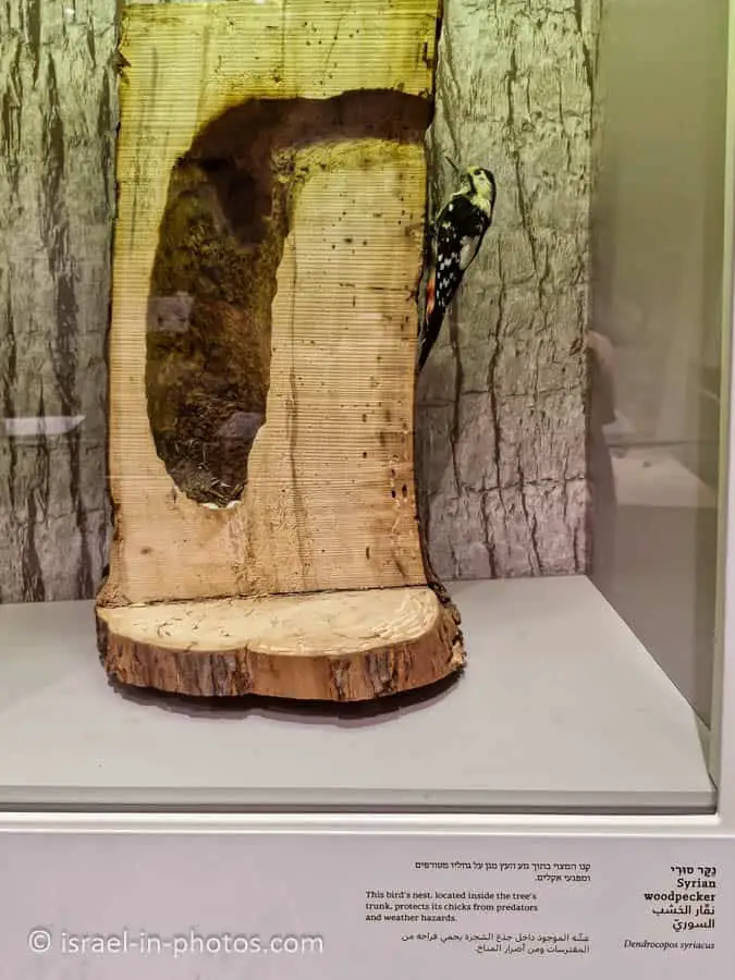 Woodpecker