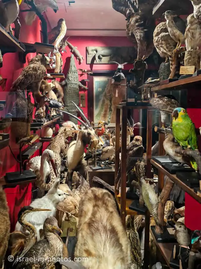 The Steinhardt Museum of Natural History