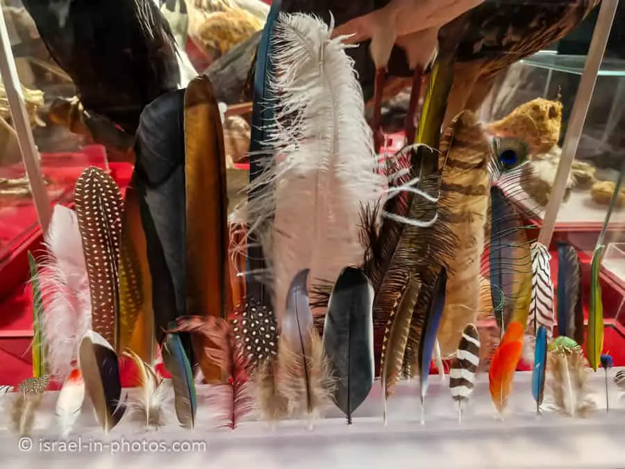 Feathers