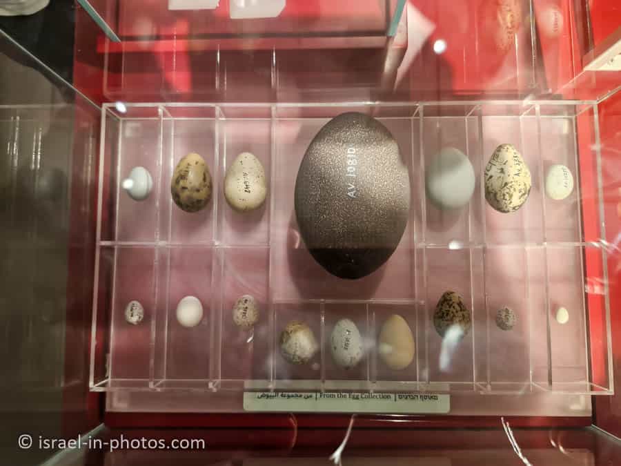 Eggs