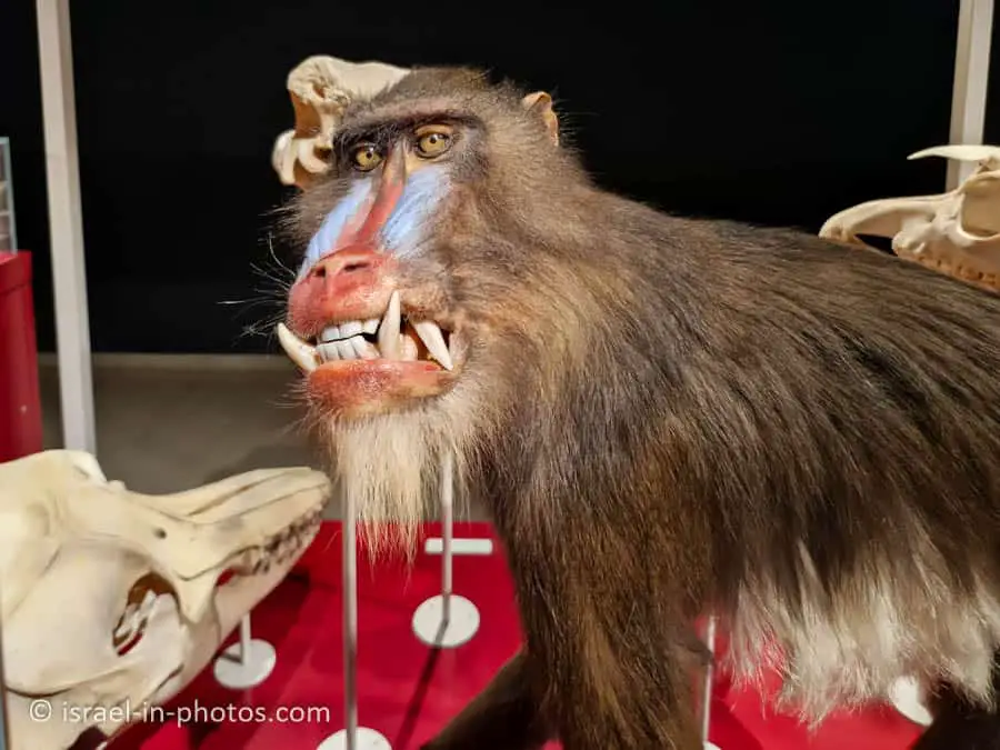 Mandrill