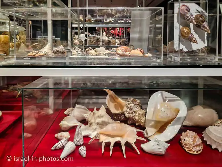 Shells