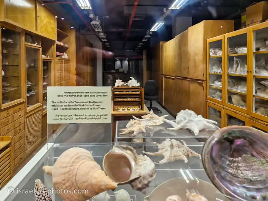 The Steinhardt Museum of Natural History