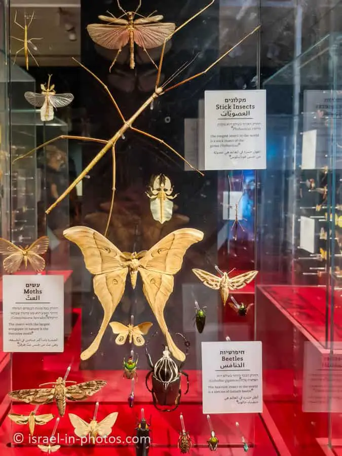 Stick Insects