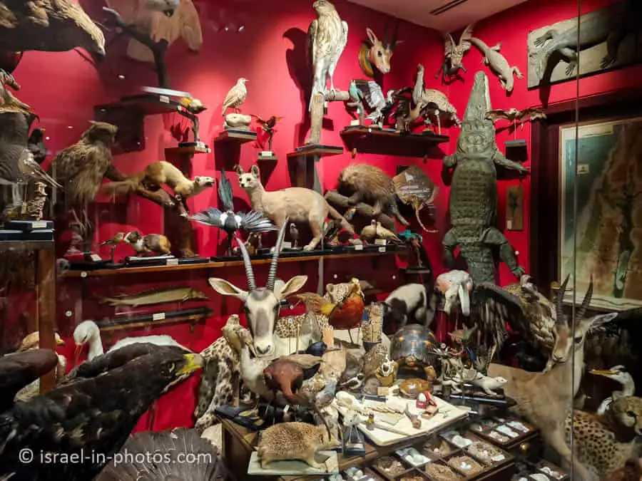 Father Ernst Schmitz collection