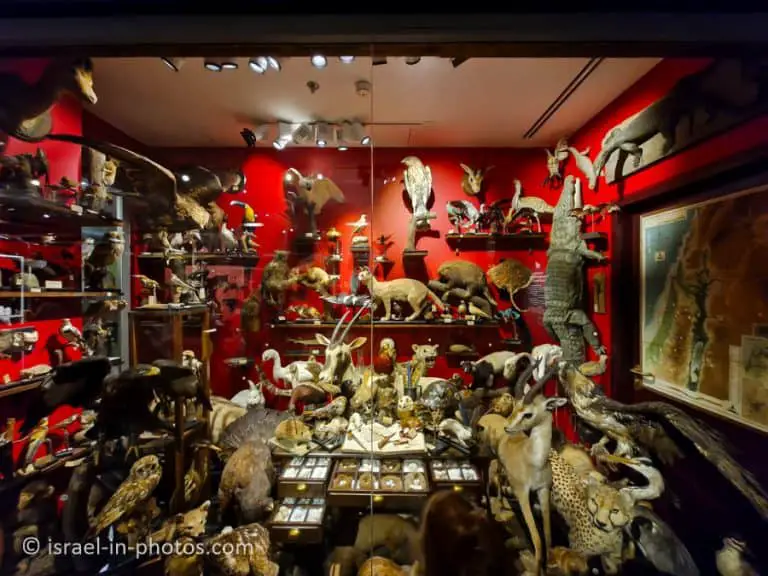 The Steinhardt Museum of Natural History – Visitors Guide