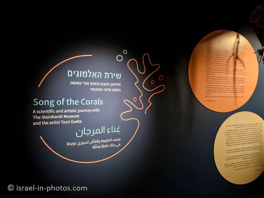 Song of the Corals