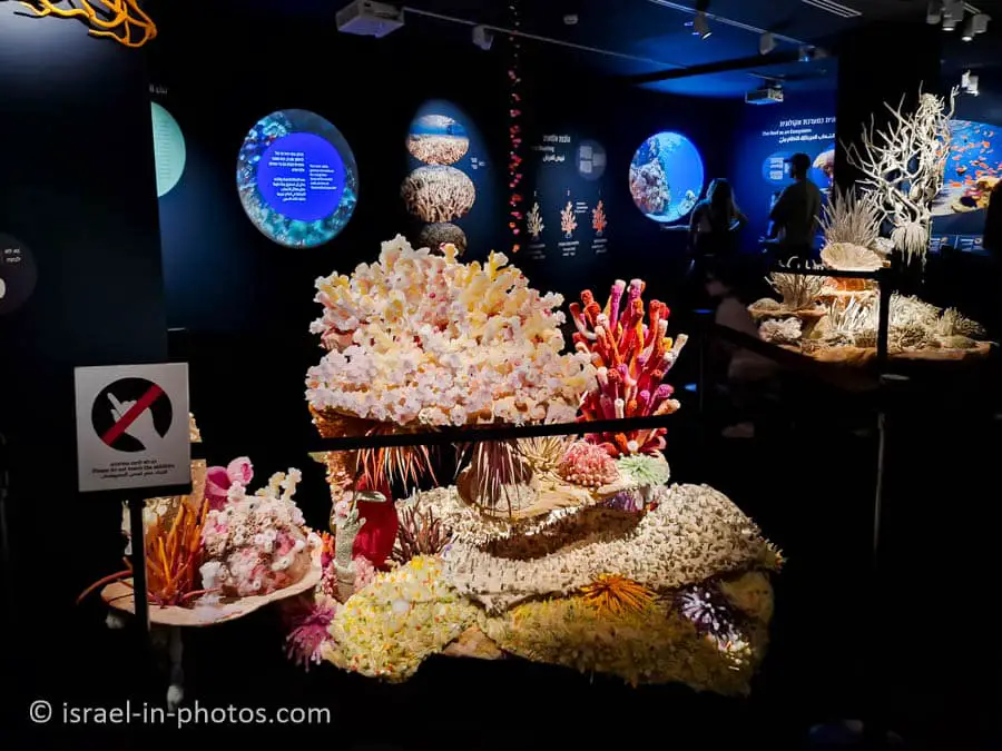 The Steinhardt Museum of Natural History