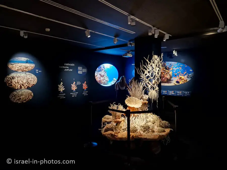 Song of the Corals