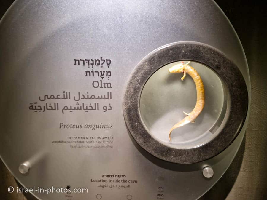 Olm