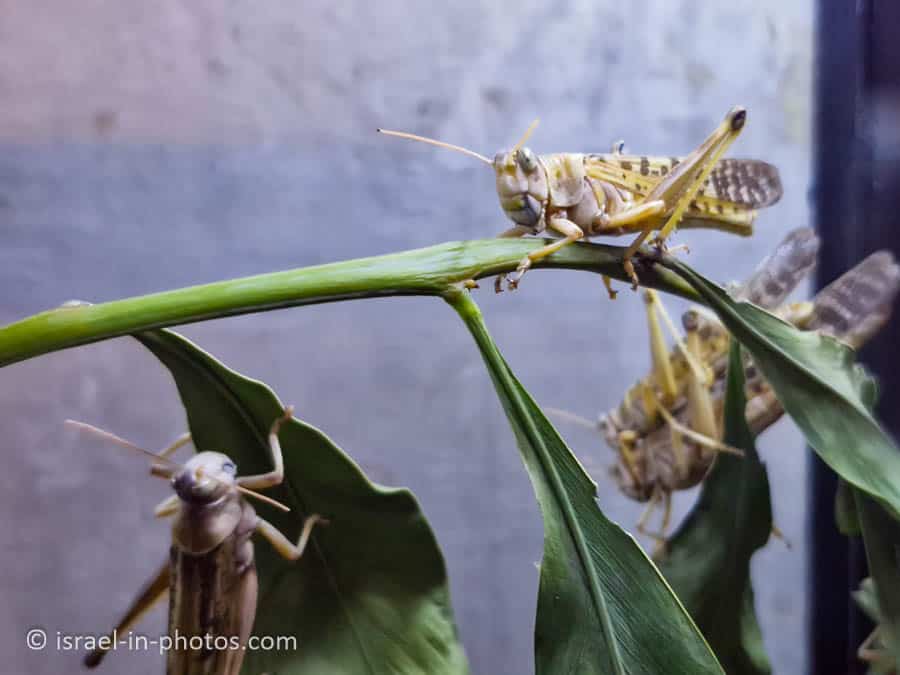 Locust