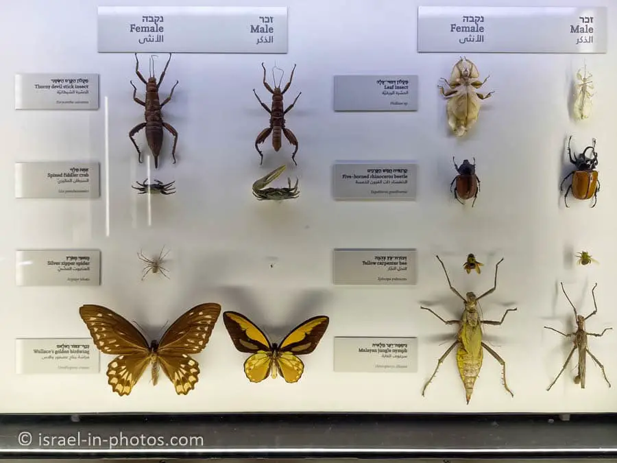 Bugs and Beyond