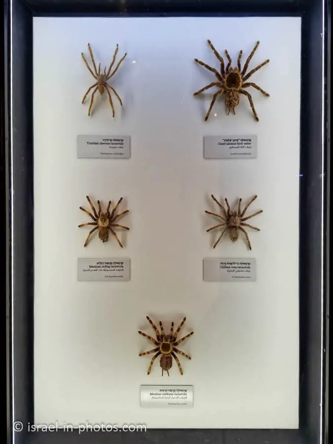 Tarantulas