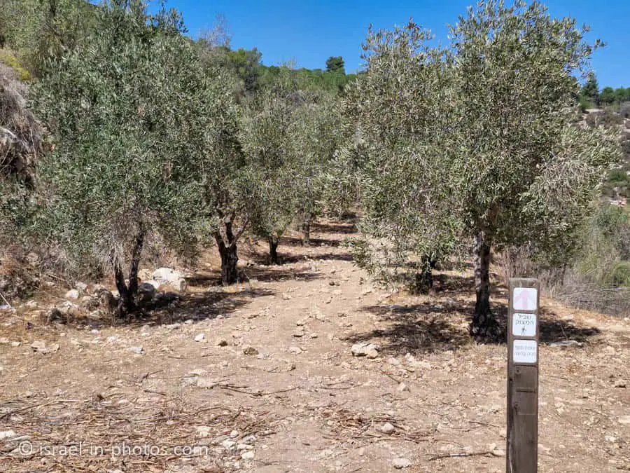 Olive Grove