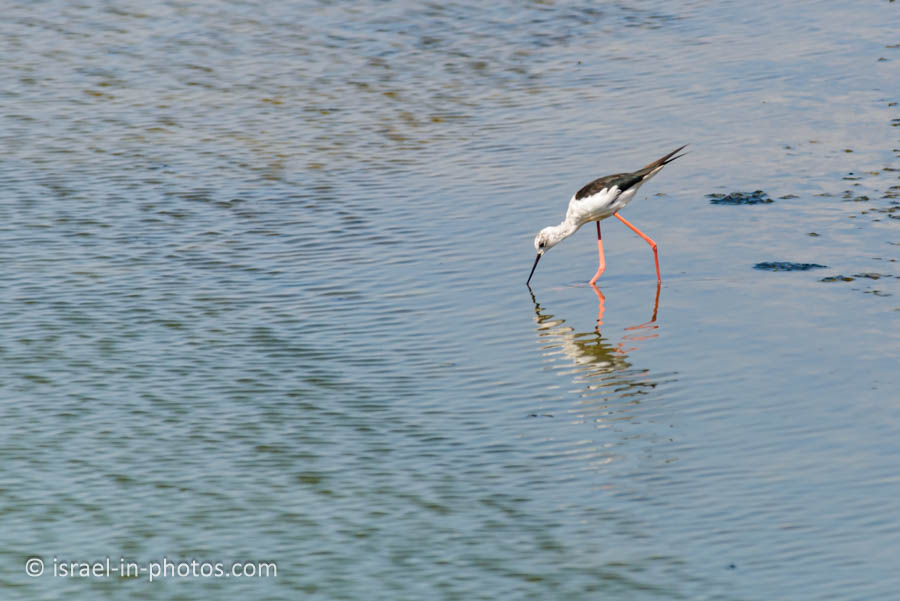 Stilt