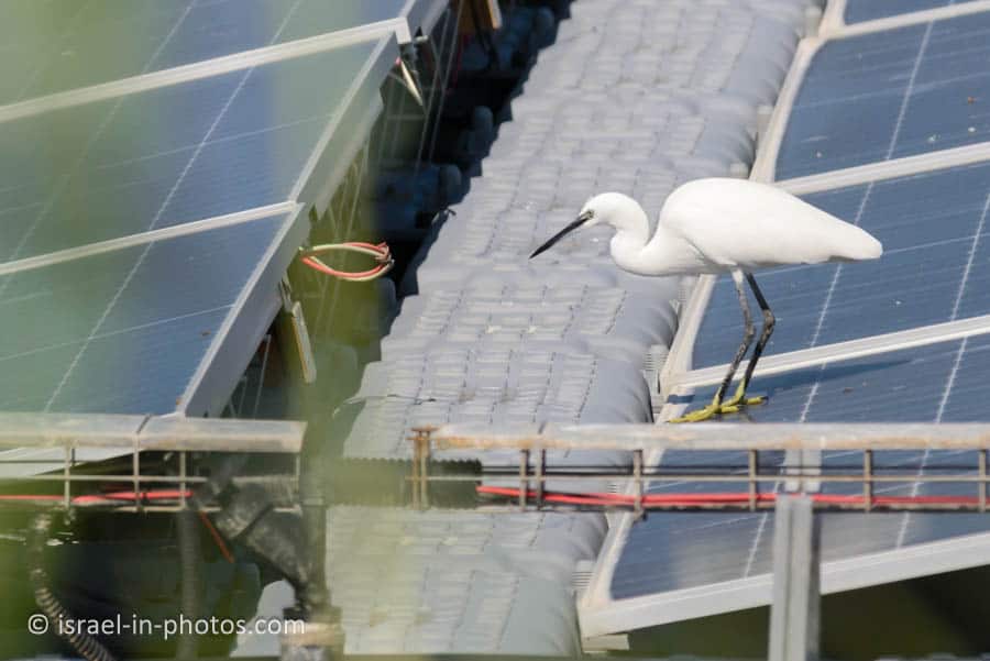 Little egret