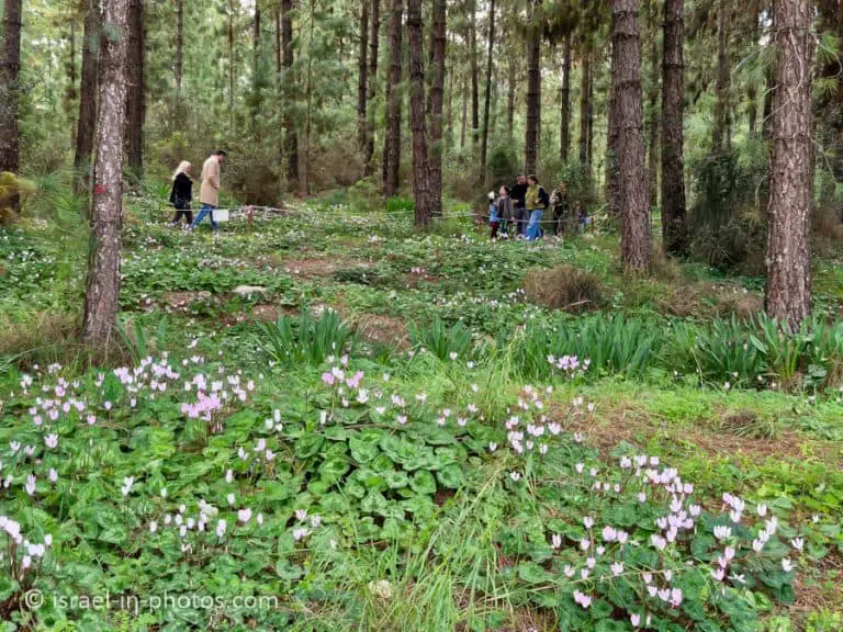 Цикламеновый лес в Кохав-Яире – Путеводитель