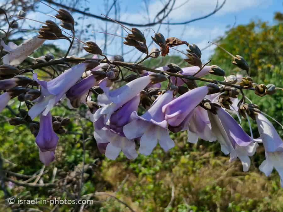 Flowers on a tree