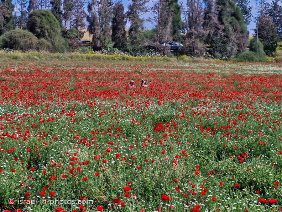 Anemone Field