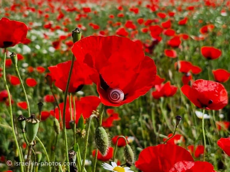 Givat Homra, Flowers near Rishon LeZion – Visitors Guide