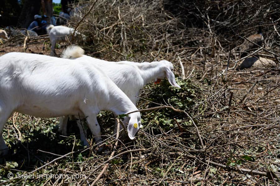 Goats