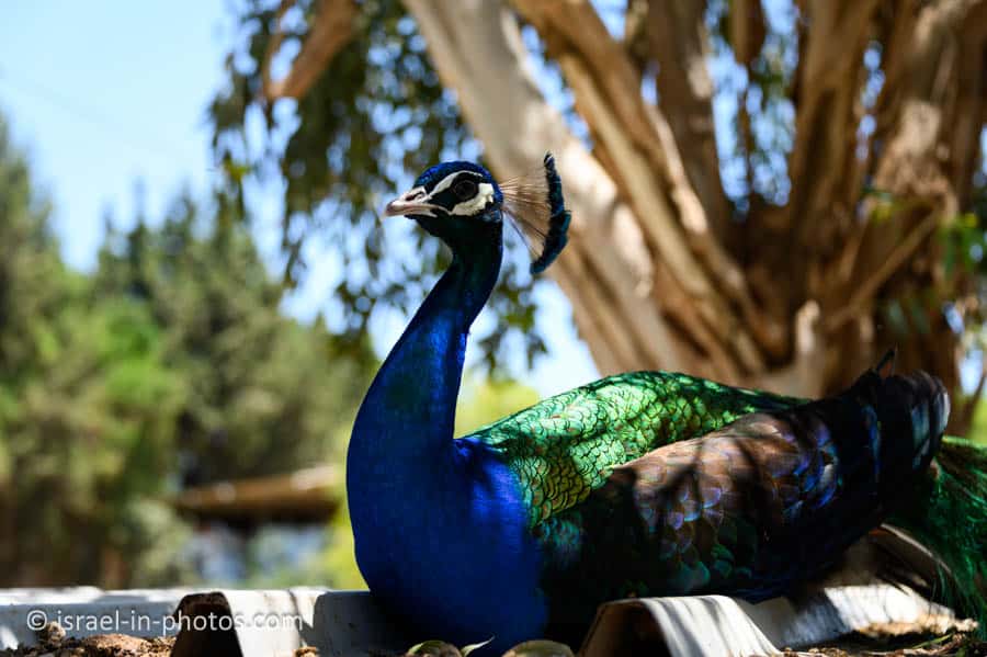 Peacock