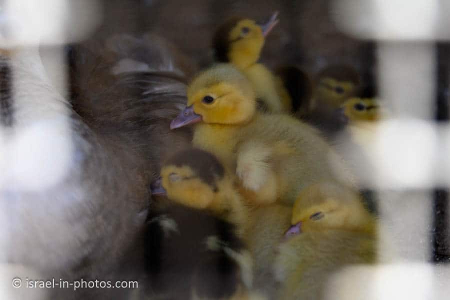 Ducklings