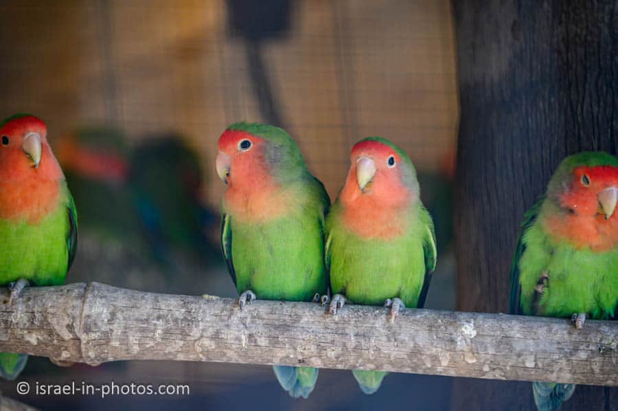 Parrots