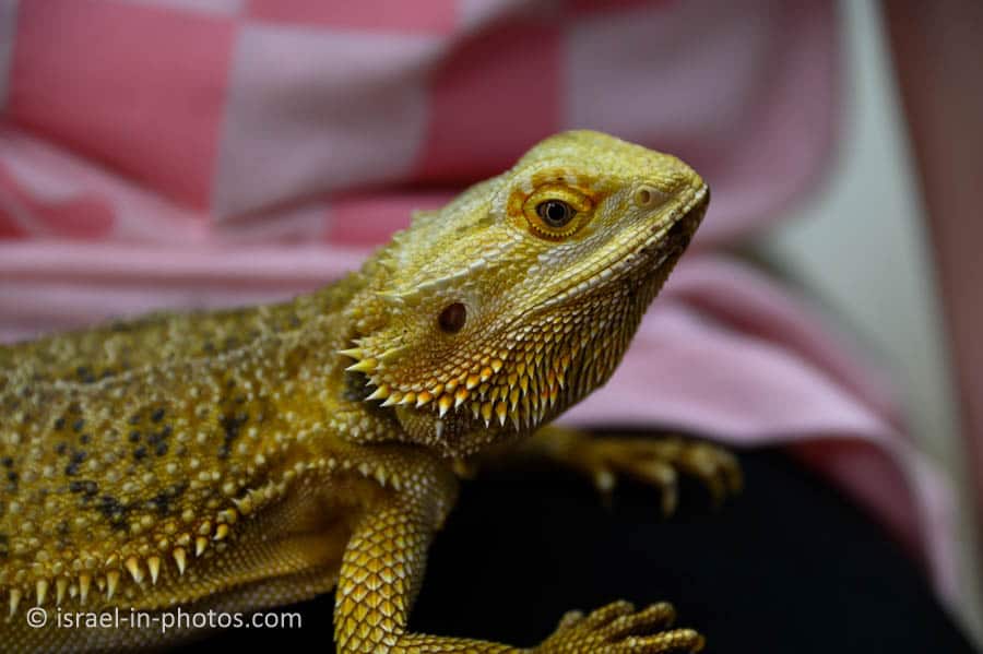 Holding a lizard