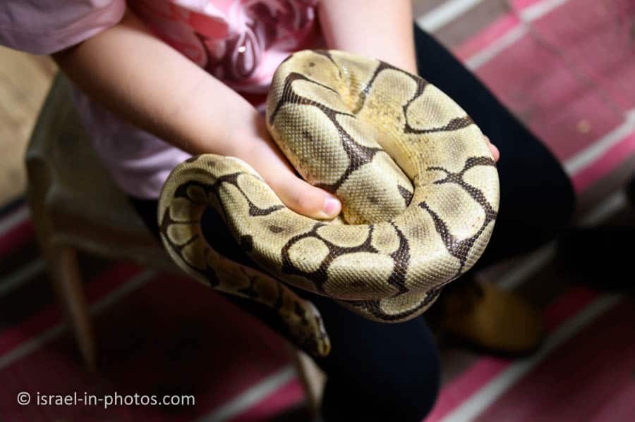 Petting a snake