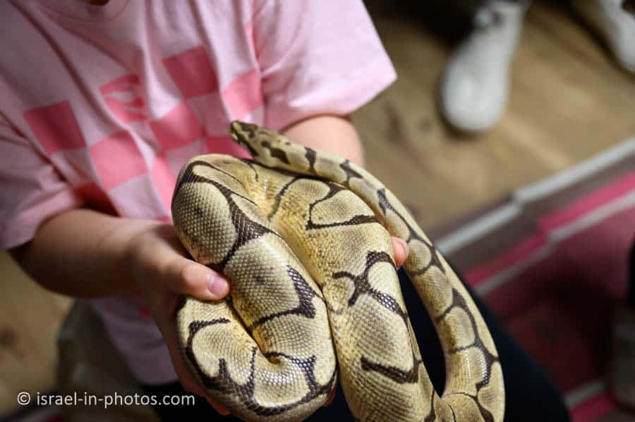Snake