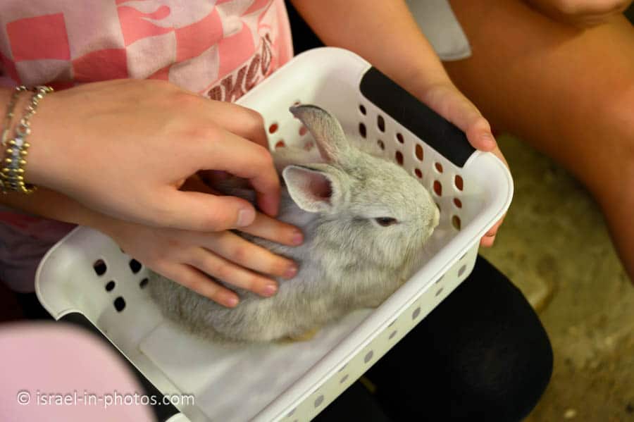 Petting Area