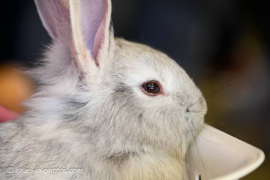 Bunny