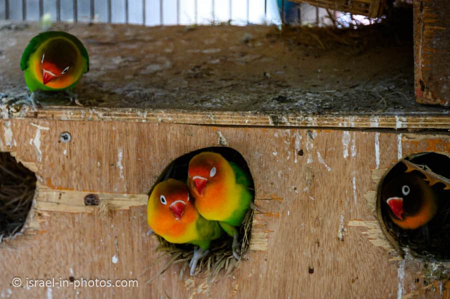 Lovebirds
