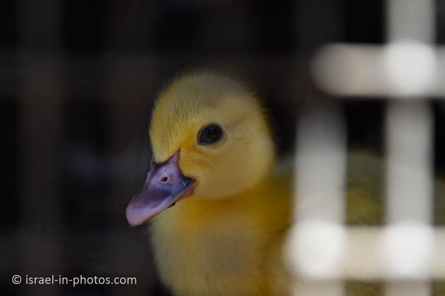 Ducklings