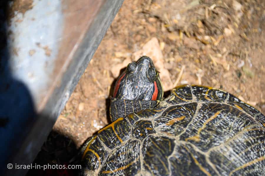 Turtle