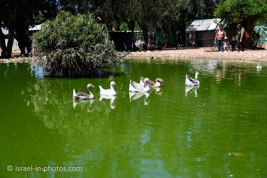 Small pond