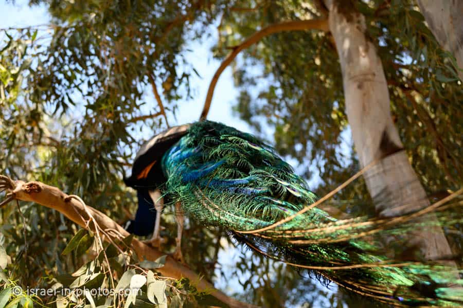 Peacock