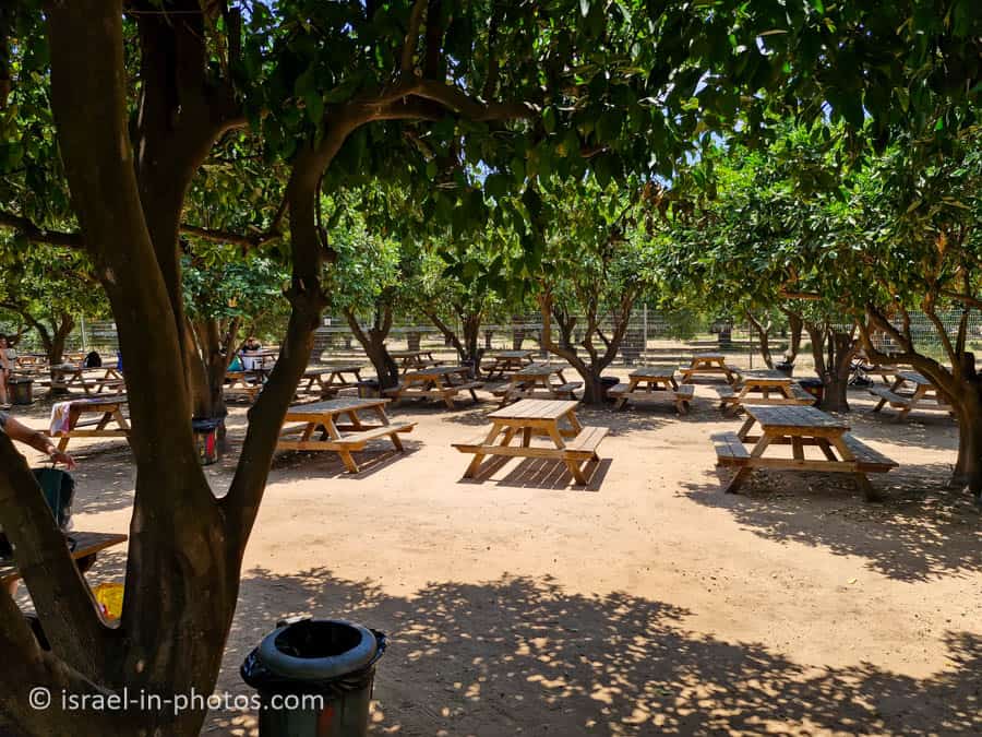 Picnic Tables